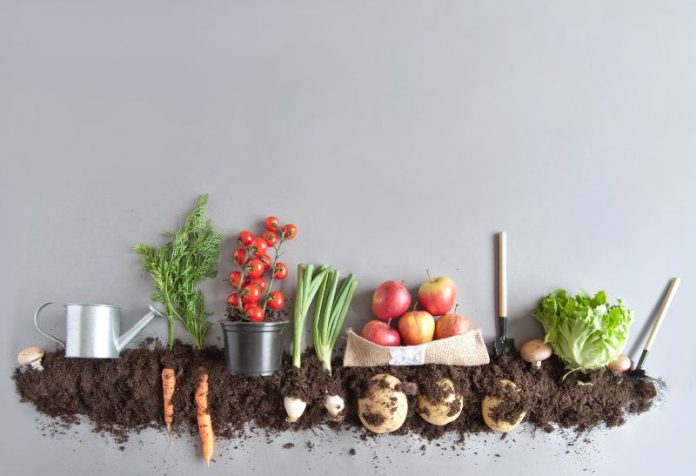 Organic,Fruits,And,Vegetables,Growing,In,Compost